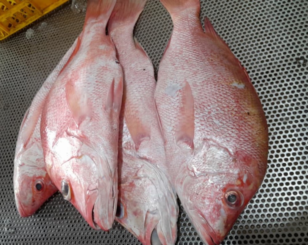 Snapper Fish