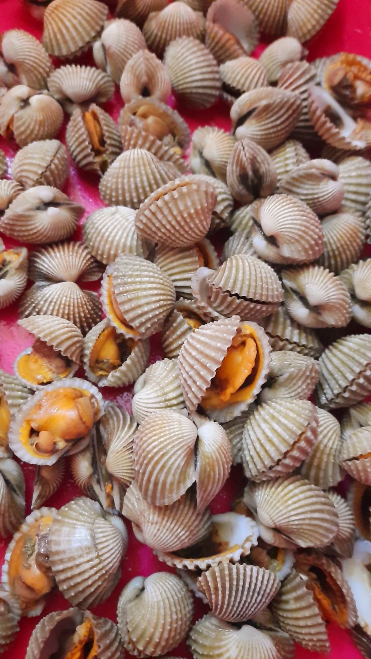 Frozen Clams